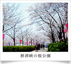 高槻市桜公園の写真